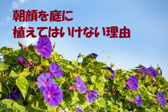 朝顔 庭に植えてはいけない