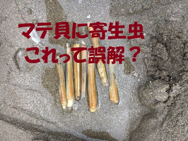 マテ貝寄生虫