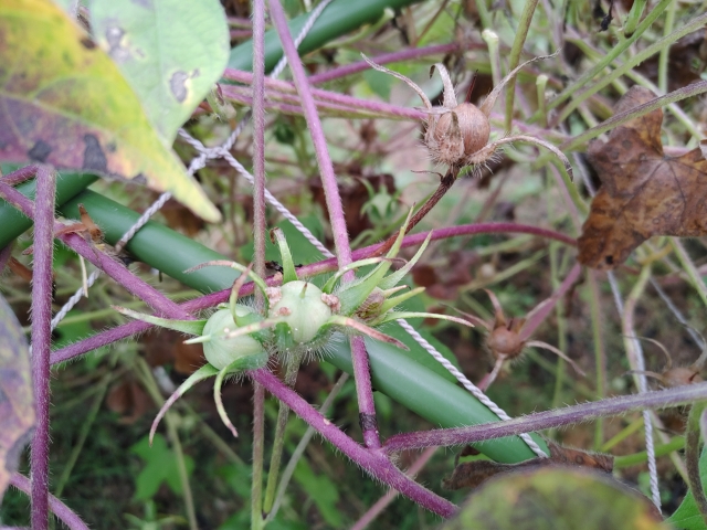 朝顔 庭に植えてはいけない
