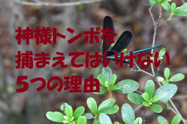 神様トンボ 捕まえてはいけない理由