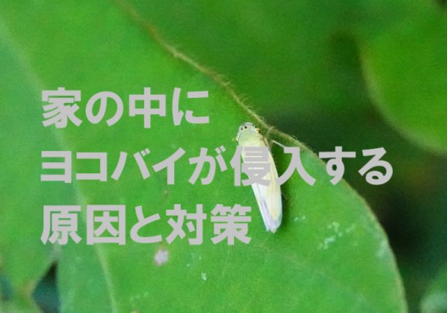 ヨコバイ 家の中