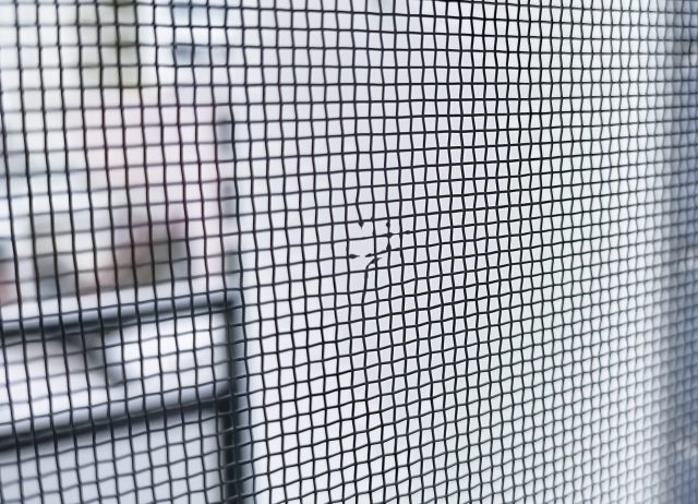 ヨコバイ 家の中